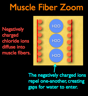 What is a brine; muscle fiber zoom.